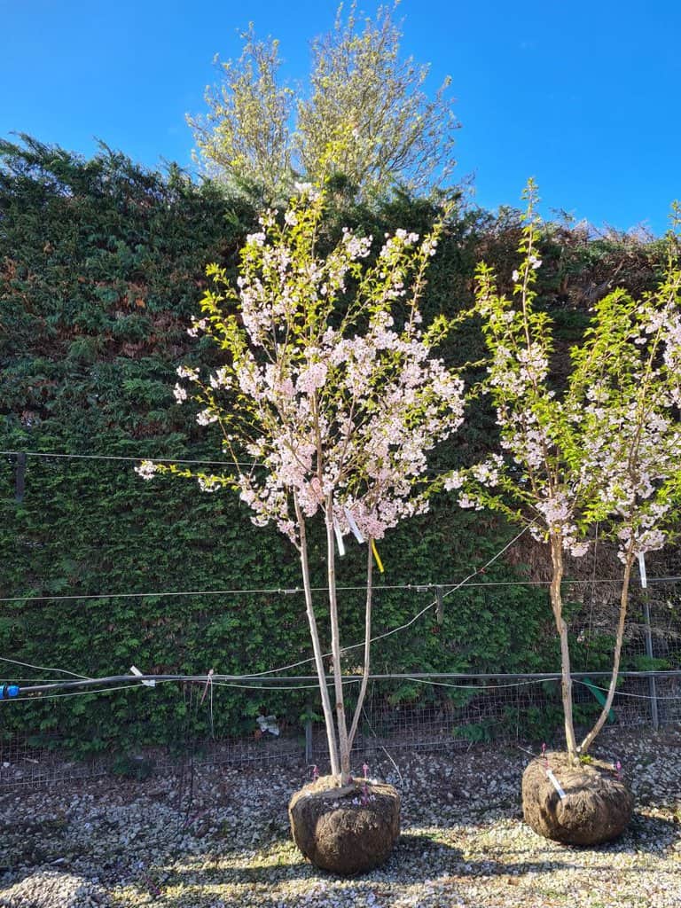Prunus x yedoensis 300-350 cm